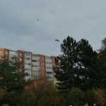 Seiferos – ukázky dravých ptáků a sov