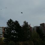 Seiferos – ukázky dravých ptáků a sov