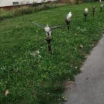 Seiferos – ukázky dravých ptáků a sov