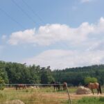 Třídní výlet V. A na Ranch “CH” Ořešín